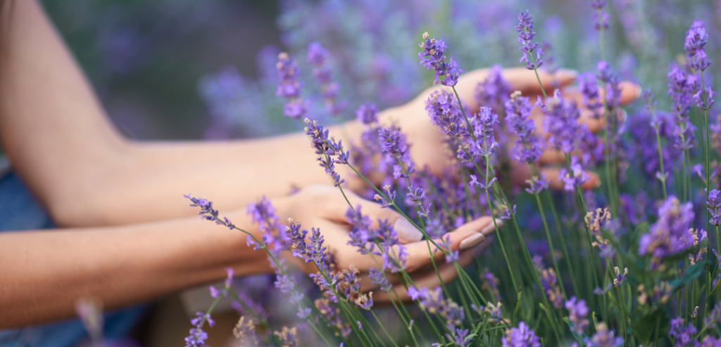 Hands fwntly holding fresh lavender flowers, representing aromatherapy and Lavender Holistic Therapy brand.